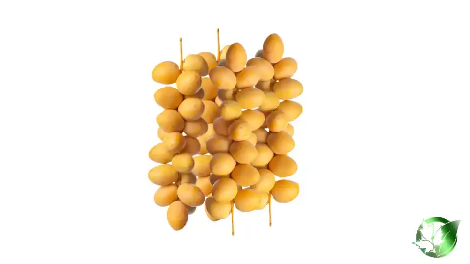 Bulk Barhi Dates | Suppliers | Wholesale | ParsaFood Global